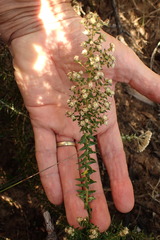 Phylica parviflora