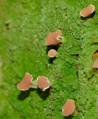 Baeomyces heteromorphus image