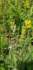 Corydalis crystallina