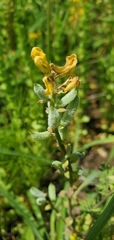 Corydalis crystallina