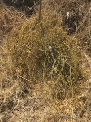 Phoradendron velutinum