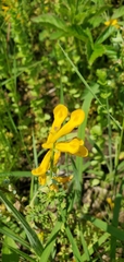 Corydalis crystallina