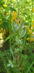Corydalis crystallina