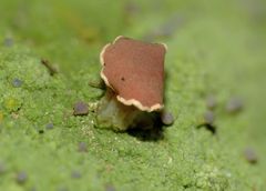 Baeomyces heteromorphus image