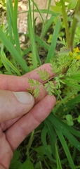 Corydalis crystallina