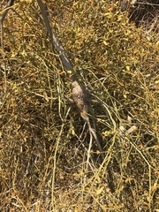 Phoradendron velutinum