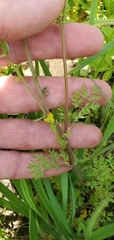 Corydalis crystallina