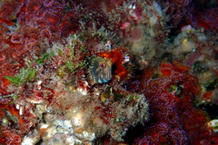 Parablennius intermedius