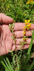 Corydalis crystallina