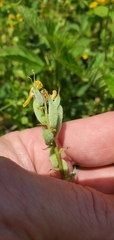 Corydalis crystallina
