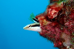 Aspidontus dussumieri