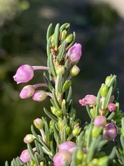 Erica irregularis