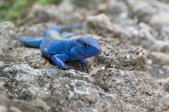 Cnemidophorus espeuti