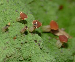 Baeomyces heteromorphus image