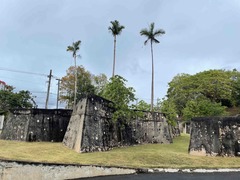 Gaussia attenuata