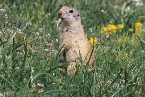 Taurus Ground Squirrel