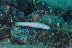 Ptereleotris monoptera