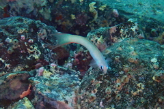 Ptereleotris monoptera