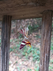 Erateina staudingeri