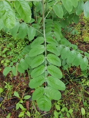 Amorpha paniculata