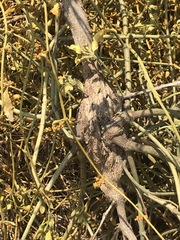 Phoradendron velutinum