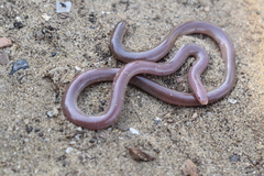 Xerotyphlops vermicularis