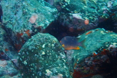 Plectroglyphidodon gascoynei