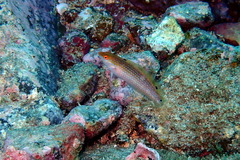 Suezichthys arquatus