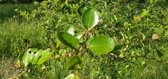 Crataegus berberifolia
