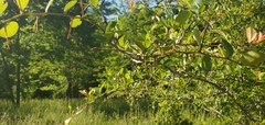 Crataegus berberifolia