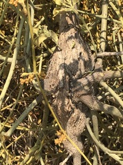 Phoradendron velutinum