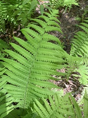 Deparia