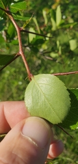Crataegus berberifolia