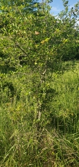 Crataegus berberifolia