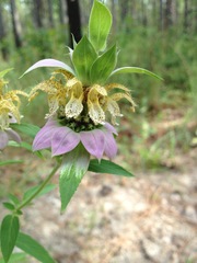 Monarda punctata lasiodonta