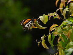 Danaus melanippus hegesippus
