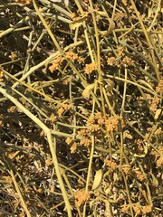 Phoradendron velutinum