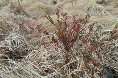 Chamaedaphne calyculata