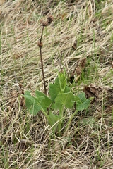 Phlomoides tuberosa