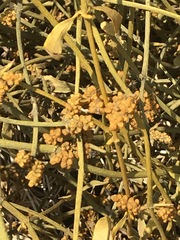 Phoradendron velutinum