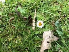 Bellis perennis