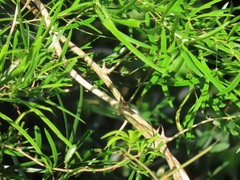 Asparagus falcatus