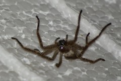 Polybetes trifoveatus