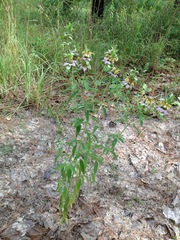 Monarda punctata lasiodonta