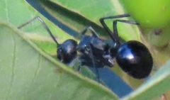 Polyrhachis gagates