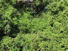 Asparagus falcatus