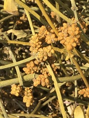 Phoradendron velutinum