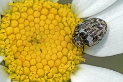 Anthrenus angustefasciatus