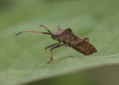Coreus marginatus