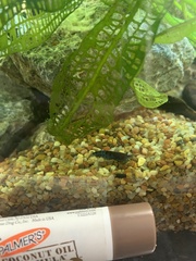 Neocaridina davidi